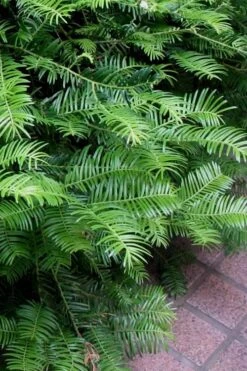 Creeping Japanese Plum Yew (Cephalotaxus Harringtonia 'Prostrata') - 3 Gallon Pot -Plant Shop Creeping Yew 101