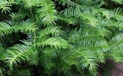 Creeping Japanese Plum Yew (Cephalotaxus Harringtonia 'Prostrata') - 3 Gallon Pot -Plant Shop Creeping japanese Plum Yew 1