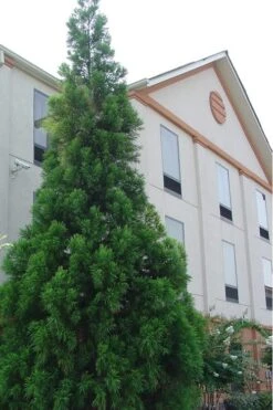 Radicans Cryptomeria (Japanese Cedar) - 6 Pack Of 1 Gallon Pots -Plant Shop Cryptomeria Radicans 1 500x750 3