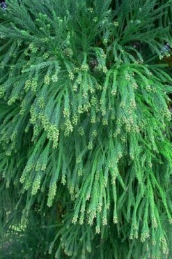 Radicans Cryptomeria (Japanese Cedar) - 3 Gallon Pot 16 Radicans Cryptomeria (Japanese Cedar) - 3 Gallon Pot -Plant Shop Cryptomeria Radicans Foliage 500x750 1