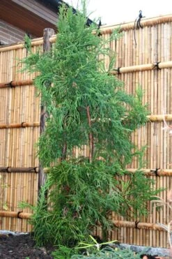 Rasen Sugi Cryptomeria Japanese Cedar - 1 Gallon Pot -Plant Shop Cryptomeria Rasen Sugi 1