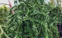 Rasen Sugi Cryptomeria Japanese Cedar - 1 Gallon Pot -Plant Shop Cryptomeria Rasen Sugi 3