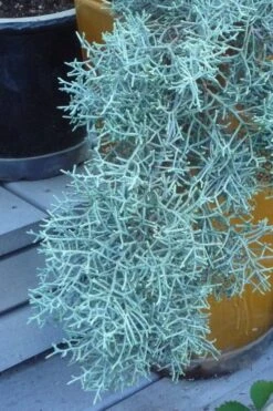 Blue Ice Arizona Cypress - 3 Gallon Pot -Plant Shop Cypress Blue Ice 10