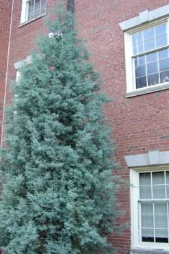 Blue Ice Arizona Cypress - 3 Gallon Pot -Plant Shop Cypress Blue Ice Rev 500x750 1