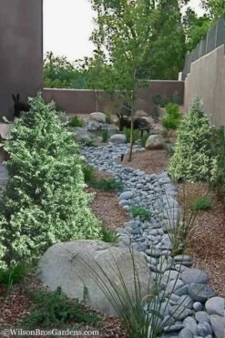 Marie's White Dwarf Hinoki Cypress - Chamaecyparis Obtusa 'Mariesii - 5 Gallon Pot 15 Marie's White Dwarf Hinoki Cypress - Chamaecyparis Obtusa 'Mariesii - 5 Gallon Pot -Plant Shop Cypress Hinoki Mariessii 12 1