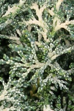 Marie's White Dwarf Hinoki Cypress - Chamaecyparis Obtusa 'Mariesii - 5 Gallon Pot 16 Marie's White Dwarf Hinoki Cypress - Chamaecyparis Obtusa 'Mariesii - 5 Gallon Pot -Plant Shop Cypress Hinoki Mariessii 5 1