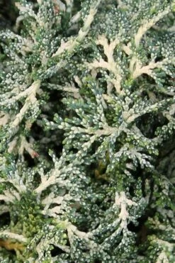 Marie's White Dwarf Hinoki Cypress - Chamaecyparis Obtusa 'Mariesii - 1 Gallon Pot -Plant Shop Cypress Hinoki Mariessii 6