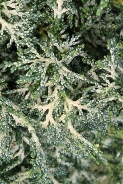 Marie's White Dwarf Hinoki Cypress - Chamaecyparis Obtusa 'Mariesii - 5 Gallon Pot 18 Marie's White Dwarf Hinoki Cypress - Chamaecyparis Obtusa 'Mariesii - 5 Gallon Pot -Plant Shop Cypress Hinoki Mariessii 7 1