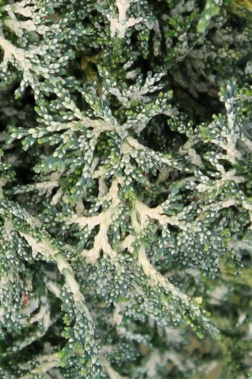 Marie's White Dwarf Hinoki Cypress - Chamaecyparis Obtusa 'Mariesii - 5 Gallon Pot 10 Marie's White Dwarf Hinoki Cypress - Chamaecyparis Obtusa 'Mariesii - 5 Gallon Pot - Image 8