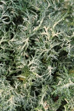 Marie's White Dwarf Hinoki Cypress - Chamaecyparis Obtusa 'Mariesii - 1 Gallon Pot -Plant Shop Cypress Hinoki Mariessii 8