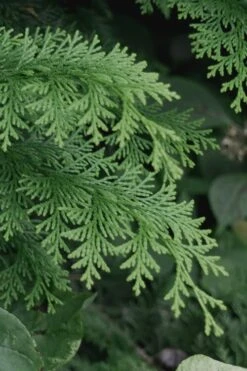 Southern Lace Hinoki Cypress - 3 Gallon Pot -Plant Shop Cypress Hinoki Southern Lace 13