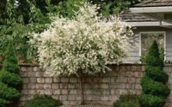 Variegated Dappled Willow Tree - Salix Integra 'Hakuro Nishiki' - 1 Gallon Pot - Tree Form -Plant Shop Dappled Willow Tree 1