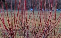 Flamingo Dappled Willow Tree - Salix Integra 'Flamingo' - 5 Gallon Pot -Plant Shop Dappled Willow Tree Stems