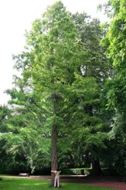 Dawn Redwood Tree (Metasequoia Glyptostroboides) - 1 Gallon Pot 19 Dawn Redwood Tree (Metasequoia Glyptostroboides) - 1 Gallon Pot -Plant Shop Dawn Redwood 1