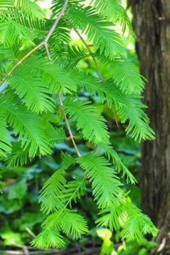 Dawn Redwood Tree (Metasequoia Glyptostroboides) - 1 Gallon Pot 14 Dawn Redwood Tree (Metasequoia Glyptostroboides) - 1 Gallon Pot -Plant Shop Dawn Redwood 2