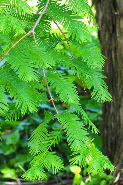 Dawn Redwood Tree (Metasequoia Glyptostroboides) - 1 Gallon Pot 6 Dawn Redwood Tree (Metasequoia Glyptostroboides) - 1 Gallon Pot - Image 4
