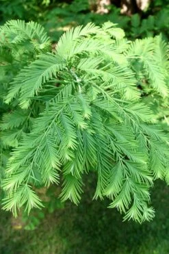 Dawn Redwood Tree (Metasequoia Glyptostroboides) - 1 Gallon Pot 17 Dawn Redwood Tree (Metasequoia Glyptostroboides) - 1 Gallon Pot -Plant Shop Dawn Redwood 3 1