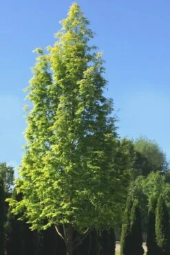 Dawn Redwood Tree (Metasequoia Glyptostroboides) - 1 Gallon Pot 18 Dawn Redwood Tree (Metasequoia Glyptostroboides) - 1 Gallon Pot -Plant Shop Dawn Redwood 5