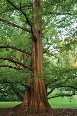 Dawn Redwood Tree (Metasequoia Glyptostroboides) - 1 Gallon Pot 16 Dawn Redwood Tree (Metasequoia Glyptostroboides) - 1 Gallon Pot -Plant Shop Dawn Redwood 6