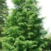 Dawn Redwood Tree (Metasequoia Glyptostroboides) - 1 Gallon Pot -Plant Shop Dawn Redwood 7
