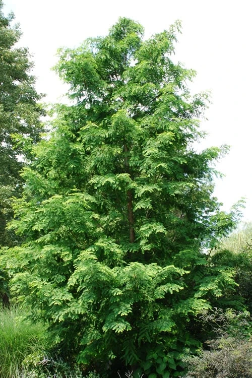 Dawn Redwood Tree (Metasequoia Glyptostroboides) - 1 Gallon Pot 3 Dawn Redwood Tree (Metasequoia Glyptostroboides) - 1 Gallon Pot