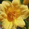 Stella De Oro Daylily - 6 Pack Of 1 Gallon Pots -Plant Shop Daylily Stella De Oro 25
