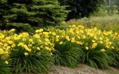 Stella De Oro Daylily - 6 Pack Of 1 Gallon Pots -Plant Shop Daylily Stella De Oro 26