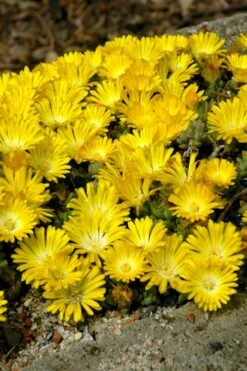 Banana Blast Yellow Ice Plant (Delosperma) - 5 Pack Of Pint Pots -Plant Shop Delosperma Hot Cakes Banana Blast 2