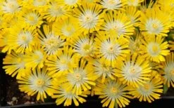 Banana Blast Yellow Ice Plant (Delosperma) - 10 Pack Of Pint Pots -Plant Shop Delosperma Hot Cakes Banana Blast 3 1
