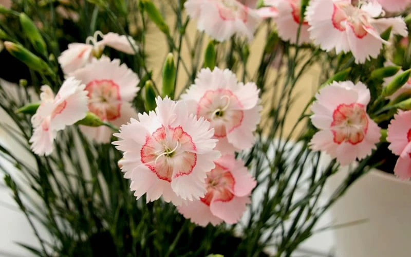 Georgia Peach Pie Dianthus - 1 Gallon Pot 7 Georgia Peach Pie Dianthus - 1 Gallon Pot - Image 5