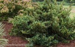 Coppertone Distylium - 3 Gallon Pot -Plant Shop Distylium Coppertone 5