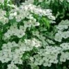 Blue Ray White Chinese Dogwood - Cornus Kousa - 5 Gallon Pot -Plant Shop Dogwood Blue Ray 15 1