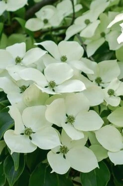Blue Ray White Chinese Dogwood - Cornus Kousa - 2 Gallon Pot -Plant Shop Dogwood Blue Ray 16