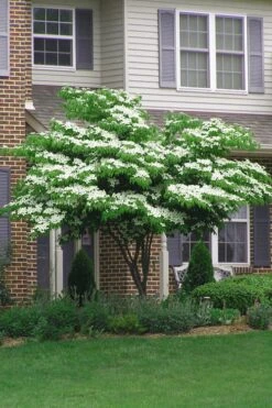 Blue Ray White Chinese Dogwood - Cornus Kousa - 2 Gallon Pot -Plant Shop Dogwood Blue Ray 4