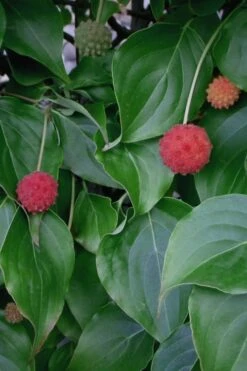 Blue Ray White Chinese Dogwood - Cornus Kousa - 2 Gallon Pot -Plant Shop Dogwood Blue Ray 6