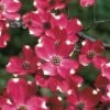 Cherokee Brave Red Dogwood Tree - Cornus Florida - 7 Gallon Pot