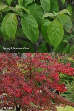 Cherokee Brave Red Dogwood Tree - Cornus Florida - 7 Gallon Pot -Plant Shop Dogwood Cherokee Chief 7