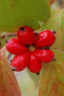 Cherokee Brave Red Dogwood Tree - Cornus Florida - 7 Gallon Pot -Plant Shop Dogwood Cherokee Chief 8