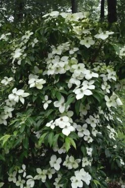Empress Of China Dogwood - 3 Gallon Pot -Plant Shop Dogwood Empress Of China 35