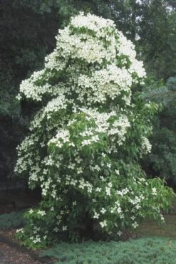 Empress Of China Dogwood - 3 Gallon Pot -Plant Shop Dogwood Empress Of China 51