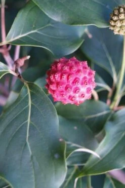 Empress Of China Dogwood - 7 Gallon Pot (3-4') 15 Empress Of China Dogwood - 7 Gallon Pot (3-4') -Plant Shop Dogwood Empress of China 31 1