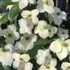 Empress Of China Dogwood - 7 Gallon Pot (3-4') -Plant Shop Dogwood Empress of China 33 1