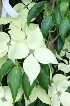 Greensleeves Dogwood (Cornus Kousa) - 1 Gallon Pot -Plant Shop Dogwood GreenSleeves 12