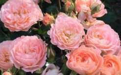 Apricot Drift Dwarf Rose - 1 Gallon Pot -Plant Shop Drift Rose Apricot 2