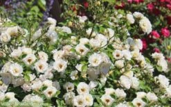 Popcorn Drift Groundcover Rose - 1 Gallon Pot -Plant Shop Drift Rose Popcorn 21