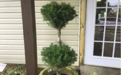 Poodle Tier Dwarf Alberta Spruce 3 Ball Topiary (3-Ball) - 3 Gallon Pot -Plant Shop Dwarf Alberta Spruce Poodle Tier 1