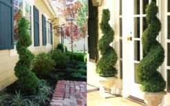 Spiral Dwarf Alberta Spruce Topiary - 7 Gallon Pot 9 Spiral Dwarf Alberta Spruce Topiary - 7 Gallon Pot -Plant Shop Dwarf Alberta Spruce Spiral