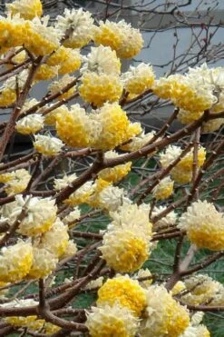 Edgeworthia Chrysantha - Paper Bush - 5 Gallon Pot -Plant Shop Edgeworthia 4 500x700 1