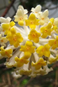 Edgeworthia Chrysantha - Paper Bush - 5 Gallon Pot -Plant Shop Edgeworthia BS