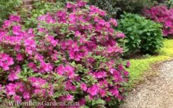 Autumn Amethyst Encore Azalea - 3 Gallon Pot -Plant Shop Encore Azalea Autumn Amethyst 51